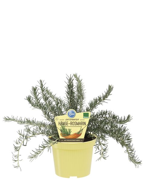 Rosmarinus officinalis