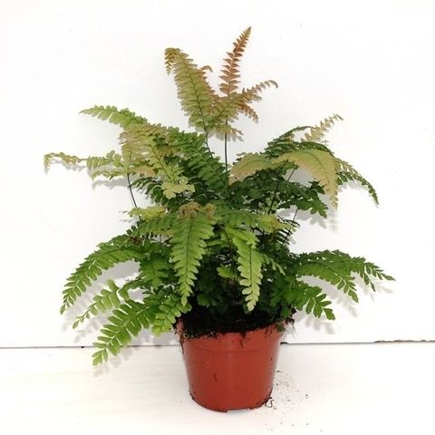 Adiantum 'Bronze Venus' (Ruhé Varens)