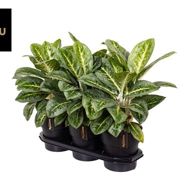 Aglaonema 'Lemon Mint'