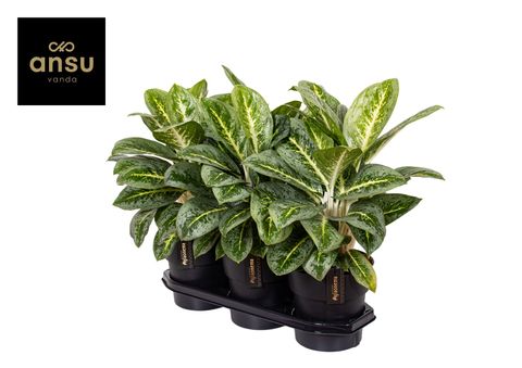 Aglaonema 'Lemon Mint'