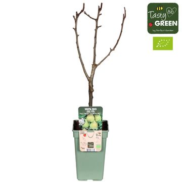 Pyrus communis 'Doyenné du Comice'