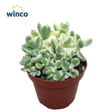 Cotyledon ladismithiensis 'Variegata'