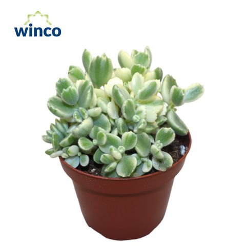 Cotyledon ladismithiensis 'Variegata'
