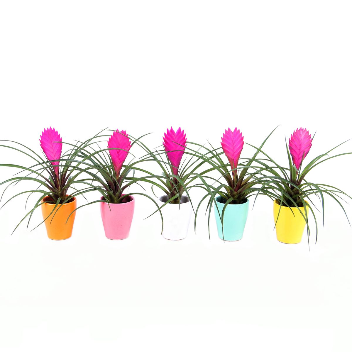 Tillandsia cyanea — Plant Wholesale FlorAccess