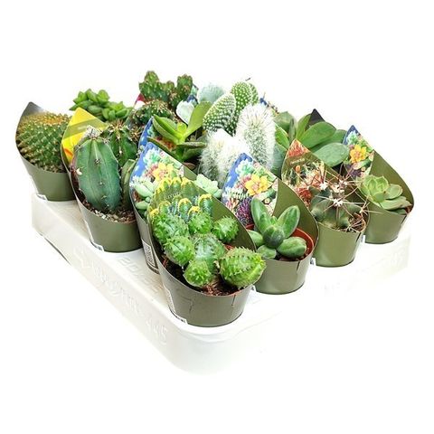Kaktus MIX