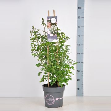 Rosa ROSY BOOM WHITE