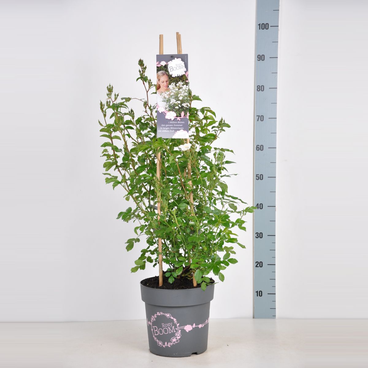 Rosa ROSY BOOM WHITE — Plant Wholesale FlorAccess