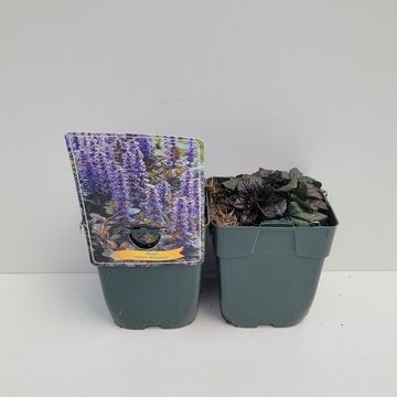 Ajuga MIX