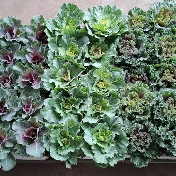 Brassica oleracea MIX