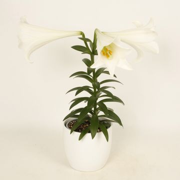 Lilium longiflorum 'Miracle'