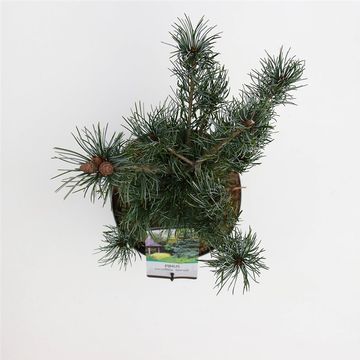 Pinus parviflora 'Glauca'