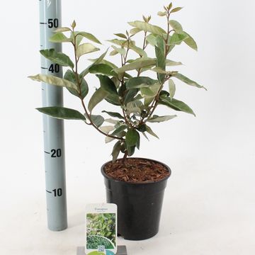 Elaeagnus x ebbingei