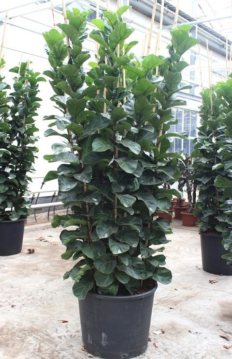 Ficus lyrata 'Bambino'