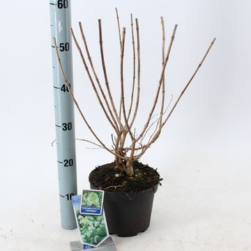 Hydrangea paniculata 'Limelight'