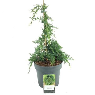 Chamaecyparis lawsoniana 'Pendula'