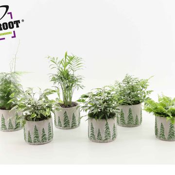 Комнатные растения MIX