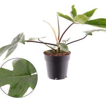 Philodendron 'Green Beauty'