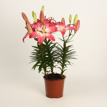 Лилия 'Tiny Diamond'