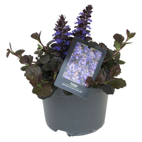 Ajuga 'Chocolate Chip'