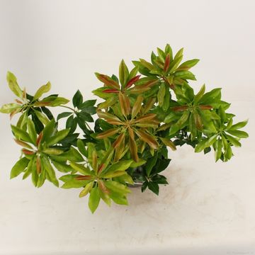 Pieris japonica 'Valley Valentine'