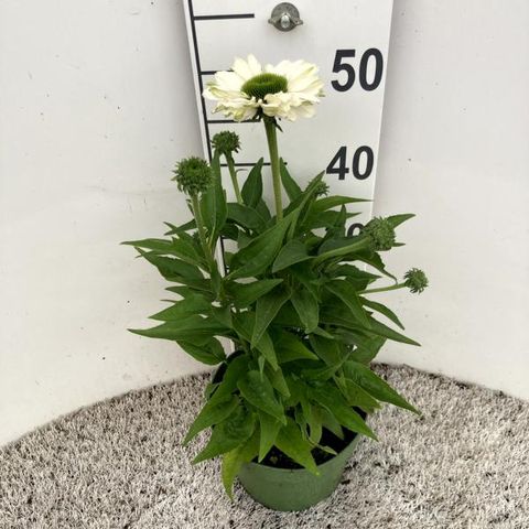 Echinacea SUNSEEKERS WHITE BEAUTY