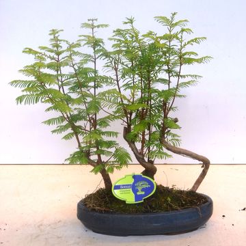 Metasequoia glyptostroboides