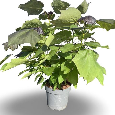 Catalpa x erubescens 'Purpurea'