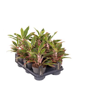 Aglaonema 'Jungle Baby'