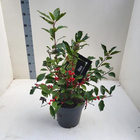 Ilex verticillata