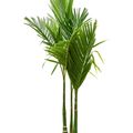 Areca catechu