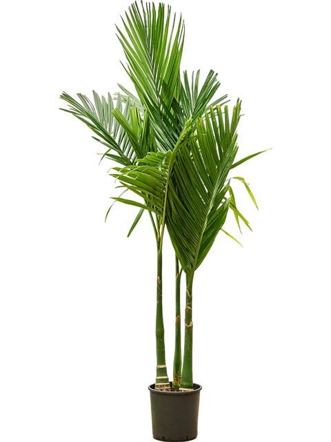Areca catechu