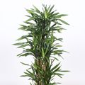 Dracaena fragrans RIKI