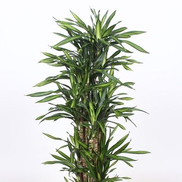 Dracaena fragrans RIKI