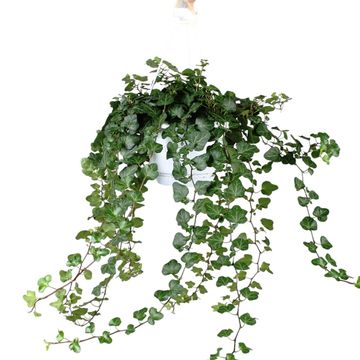 Hedera helix 'Wonder'