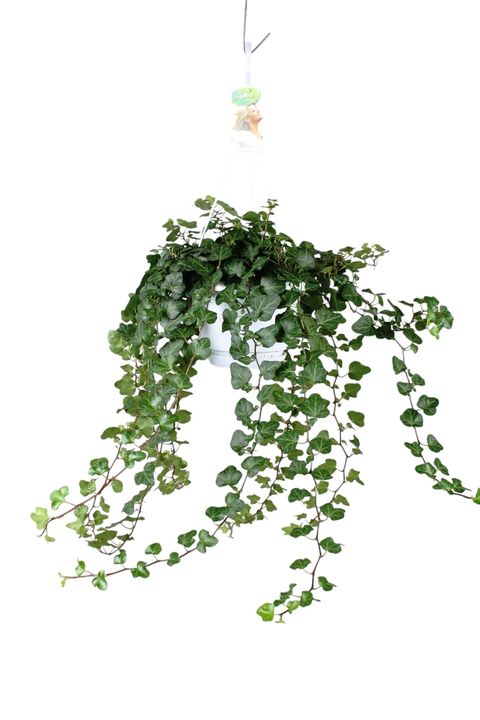 Hedera helix 'Wonder'