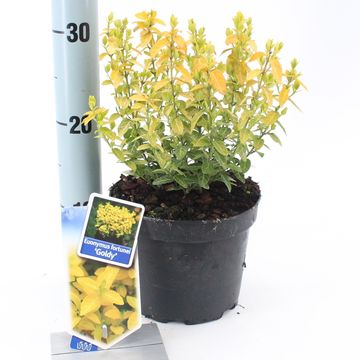 Euonymus fortunei GOLDY