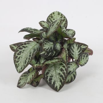 Episcia 'Silver Shield'