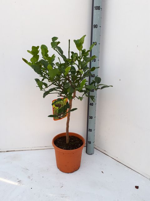 Citrus hystrix — Plant Wholesale FlorAccess