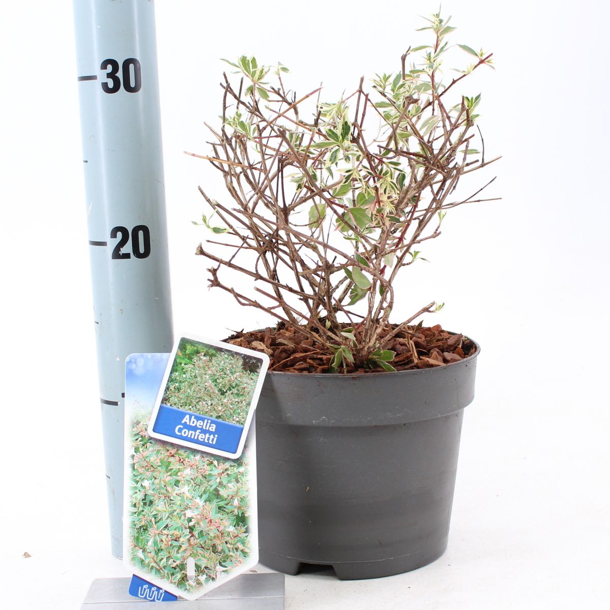 Abelia x grandiflora CONFETTI  Plant Wholesale FlorAccess