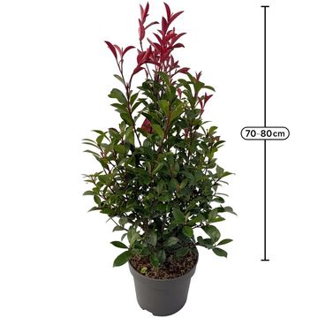 Photinia x fraseri CARRÉ ROUGE