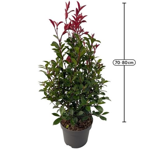Photinia x fraseri CARRÉ ROUGE