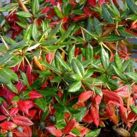 Berberis x frikartii 'Amstelveen'