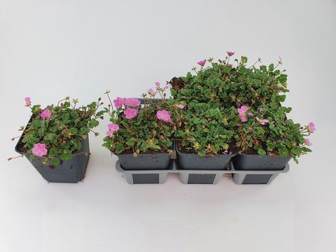 Erodium x variabile 'Bishop's Form'