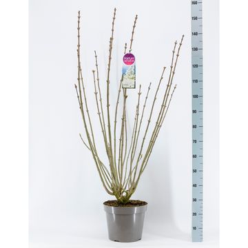 Syringa 'Agnes Smith'