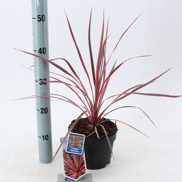 Cordyline australis CHARLIE BOY
