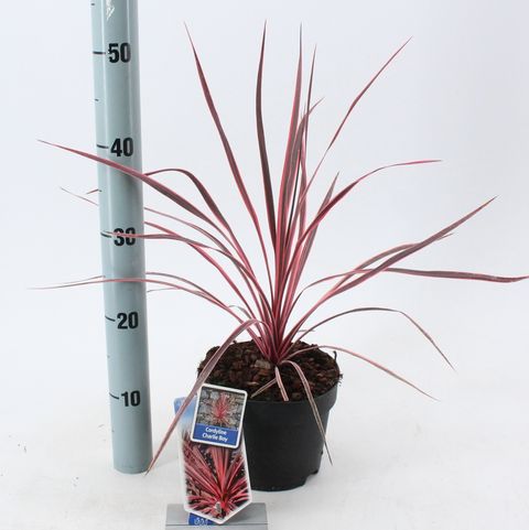Cordyline australis CHARLIE BOY