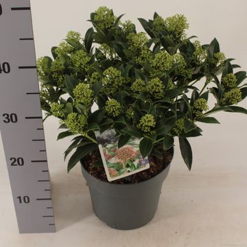 Skimmia japonica 'Marlot'