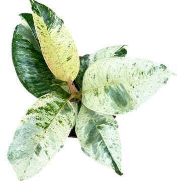 Ficus elastica 'Shivereana Moonshine'