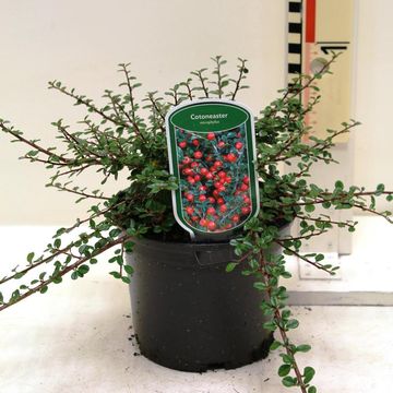 Cotoneaster microphyllus