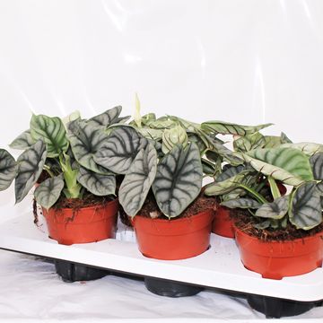 Alocasia 'Silver Dragon'